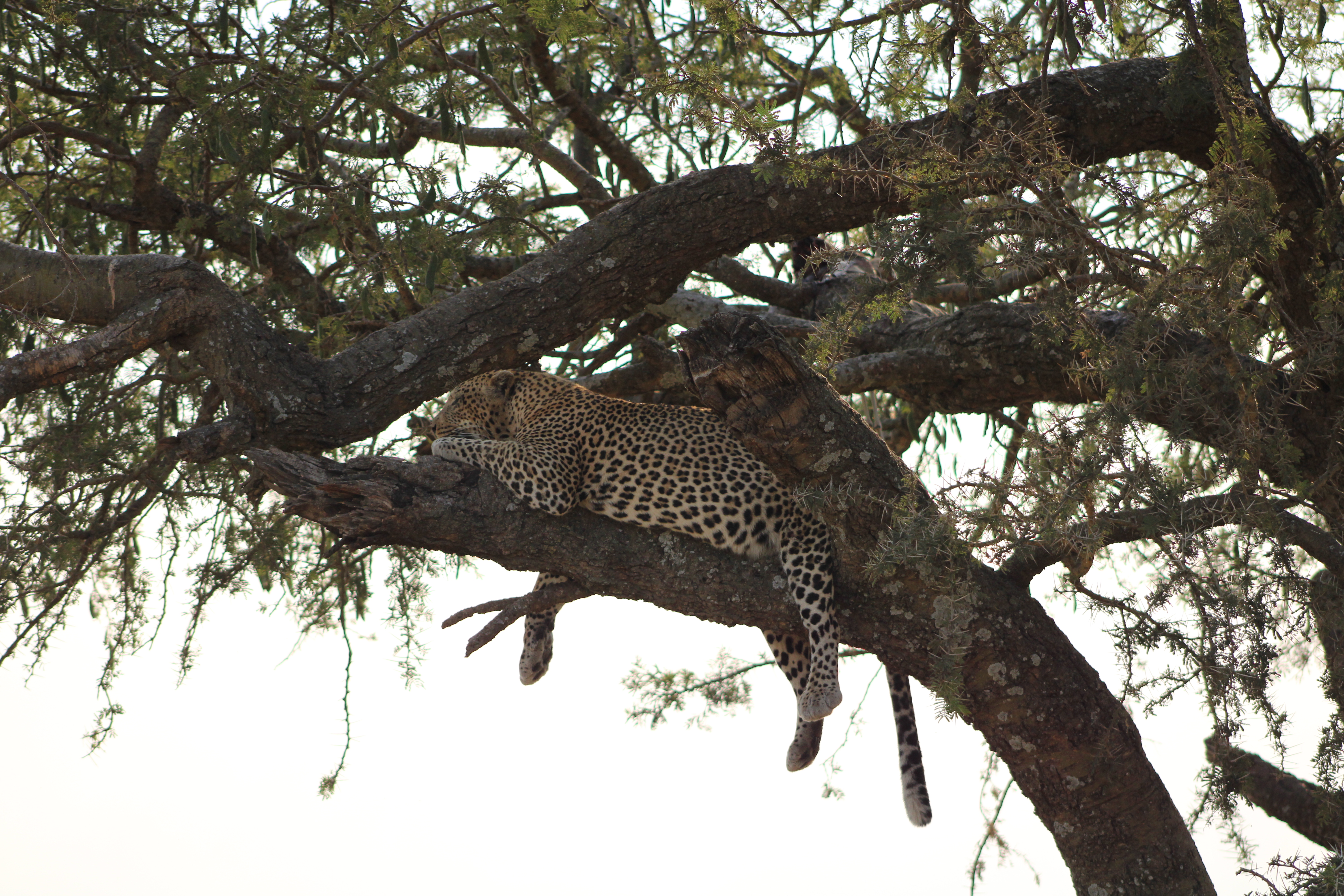 Travel with Joy Africa 5 days safari In Tarangire, Ngorongoro, and 3 days Serengeti National park